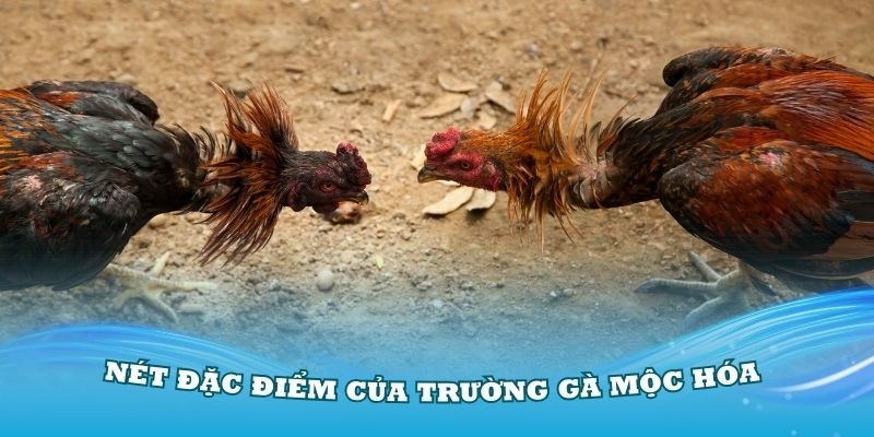 Đặc điểm cố hữu tại trường gà mộc hóa