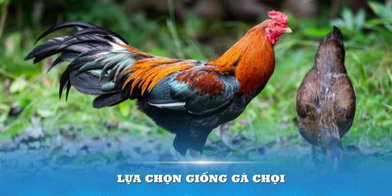 Lựa chọn giống gà chọi chính là ưu tiên hàng đầu