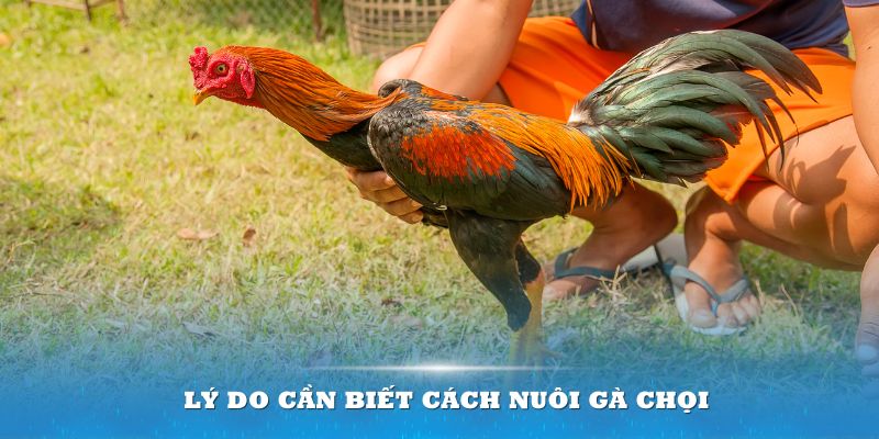 Hiểu được cách nuôi gà chọi sẽ là lợi thế dành cho bạn