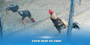 Bật Mí Cách Nuôi Gà Chọi Để Tạo Ra Những Chiến Kê Vô Địch